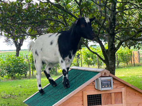 mini ferme avec chevres
